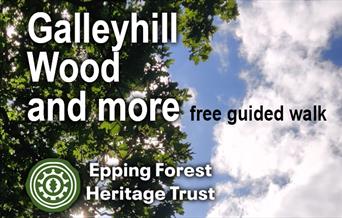 Free guided walk to Galleyhill Wood by Epping Forest Heritage Trust