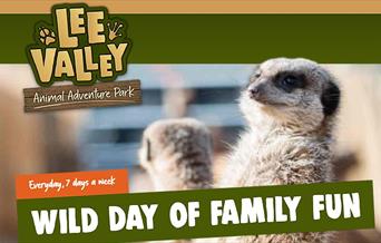 Meerkats at Lee Valley Adventure Park