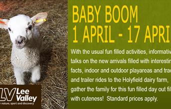Picture of a lamb at Lee Valley Park Farm