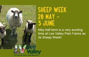 Sheep Week at Lee Valley Farms.