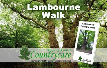 The mighty Squire's Oak can be seen on the Lambourne Walk.