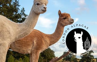 London Alpacas based in the Epping countryside a short way from Epping tube station.