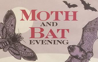 Moth and Bat evening.