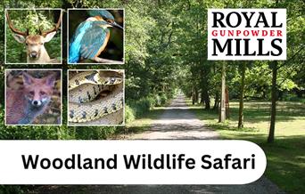 Woodland Wildlife Safari at the Royal Gunpowder Mills, Waltham Abbey.