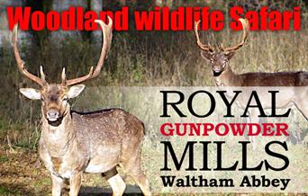 Woodland Wildlife Safari at the Royal Gunpowder Mills, Waltham Abbey.