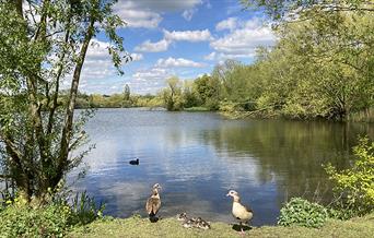 Ducks and chicks on the edge of the lake in Roding Valley Meadows