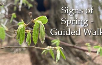 Signs of Spring in Bufferland - Epping Forest Guided Walk