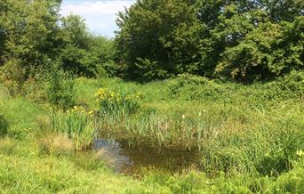 The pond at Swaines Green Wildlife Site, Epping.