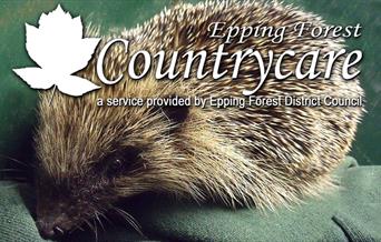 Hedgehog Day at GreenAcres Burial Park North Weald.