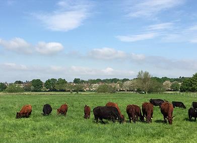 Roding Valley Meadows - Wildlife Centres & Nature Reserves in Chigwell ...