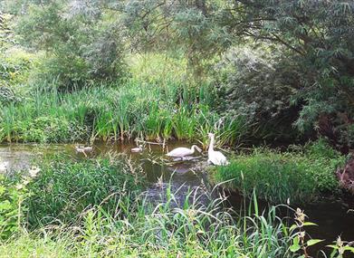 Roding Valley Meadows - Wildlife Centres & Nature Reserves in Chigwell ...