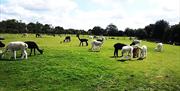 Butler's Farm alpacas