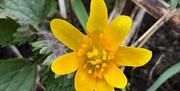 Lesser Celandine flower.