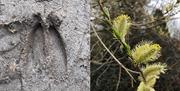 Muntjac hoof mark and Catkin.