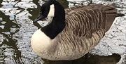 Canada Goose.