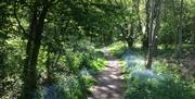 Roughtallys Wood path in April