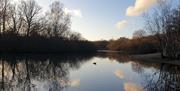 Photograph by Caroline Jones from her book Follow the Light: A year in Epping Forest and Hollow Ponds’