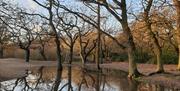 Photograph by Caroline Jones from her book Follow the Light: A year in Epping Forest and Hollow Ponds’