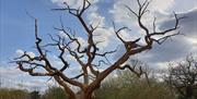 Photograph by Caroline Jones from her book Follow the Light: A year in Epping Forest and Hollow Ponds’