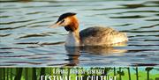 Great Crested Grebe