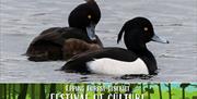 Tufted ducks