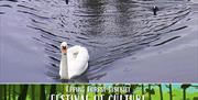 Swan and ducks on the Lee Valley Canal