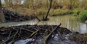 Taming the Flood - The Essex Beaver Project