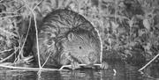 Taming the Flood - The Essex Beaver Project