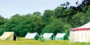 Formal and "wild" fields at Debden House campsite, Epping Forest.