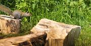 Wildlife at Debden House Campsite, Epping Forest.