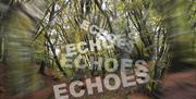 Echoes - a musical experience in Epping Forest