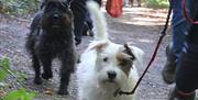Epping Forest Heritage Trust Big Walk - dogs welcome