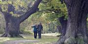 People walking amongst the ancient oaks at Barn Hoppitt, Chingford, Epping Forest