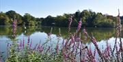 Connaught Water, Epping Forest