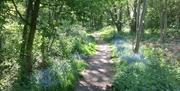 Countrycare manage nature reserves in Epping Forest District and have prepared walking routes