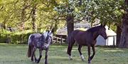 Two of thirty horses at High Beech Riding School, Epping Forest.