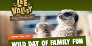 Meerkats at Lee Valley Adventure Park