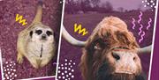 Photo of animals at Lee Valley Animal Adventure Park