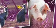 Photos of animals at Lee Valley Animal Adventure Park