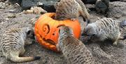 Halloween Festival at Lee Valley Park Farms Animal Adventure Park. Activities and photo opportunities may vary to actual event