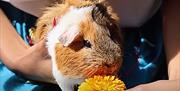 Lots of friendly animals at Kids Fest at Lee Valley Animal Adventure Park