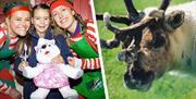 Lee Valley Animal Adventure Park gifts and reindeer.