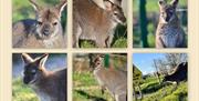 Lee Valley Animal Adventure Park's new arrivals for their Wallaby Walkthrough