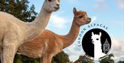 London Alpacas based in the Epping countryside a short way from Epping tube station.