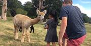 Feeding alpacas at London Alpacas in the Epping countryside.