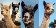 Meet the Alpacas at your Teddy Bear Picnic at Epping Ongar Railway