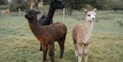 London Alpacas in their home in the Epping countryside