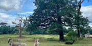 London Alpacas in the Epping countryside.