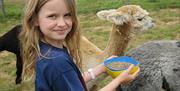 Feeding alpacas at London Alpacas in the Epping countryside.