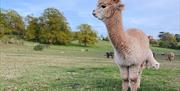 Alpacas in their field in the Epping countryside